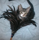 Adelaide and the feather duster